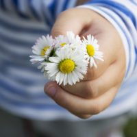 Daisy Bouqet In Child Hand